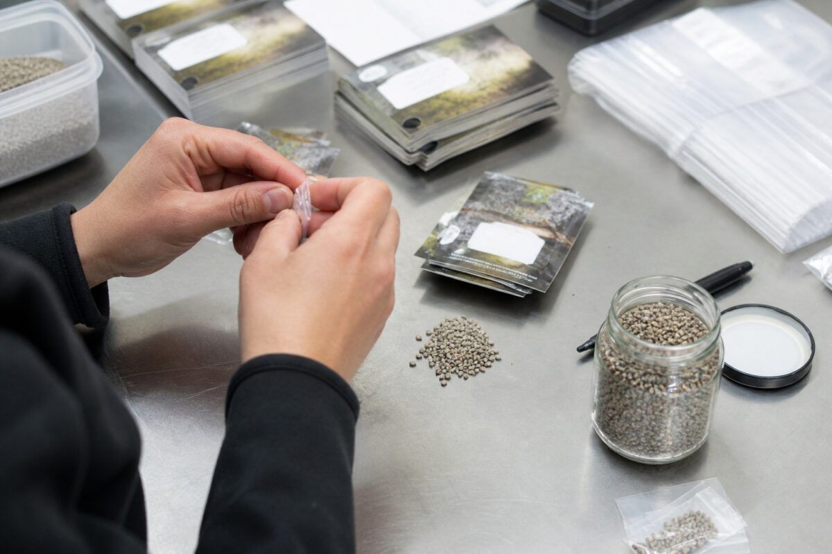 Pakowanie nasion marihuany w seedbanku