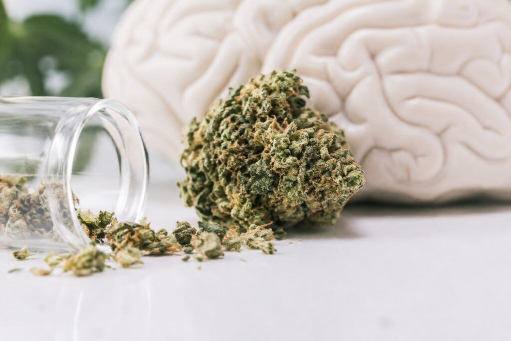 Thc i neurogeneza